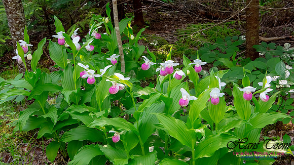 Showy Lady's Slipper Orchid 313