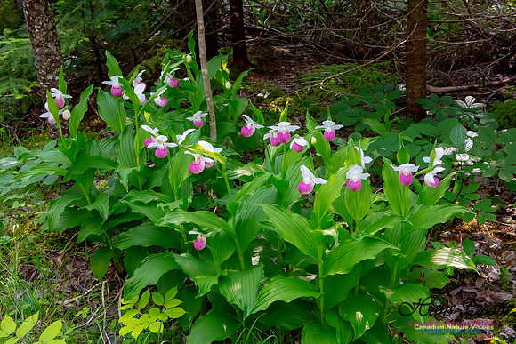 Showy Lady's Slipper Orchid 312