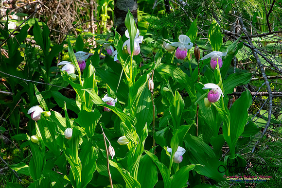 Showy Lady's Slipper Orchid 310