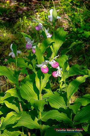 Showy Lady's Slipper Orchid 303