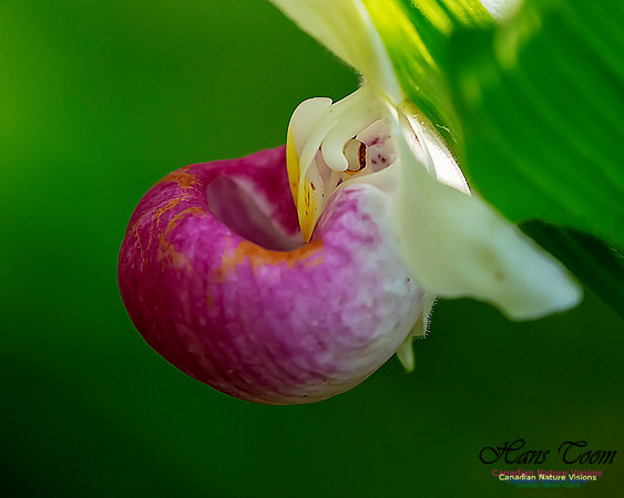 Showy Lady's Slipper Orchid 338