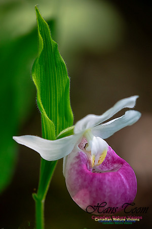 Showy Lady's Slipper Orchid 337