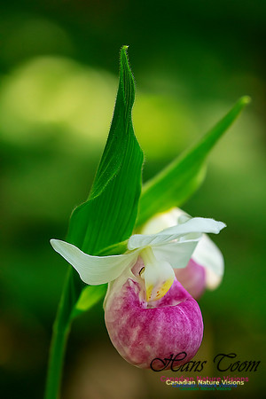 Showy Lady's Slipper Orchid 336