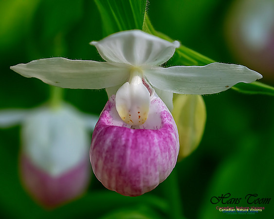 Showy Lady's Slipper Orchid 335