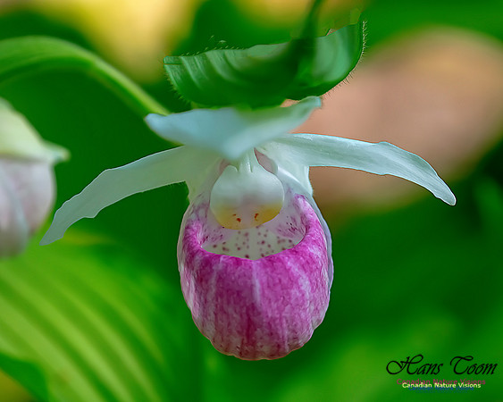 Showy Lady's Slipper Orchid 334