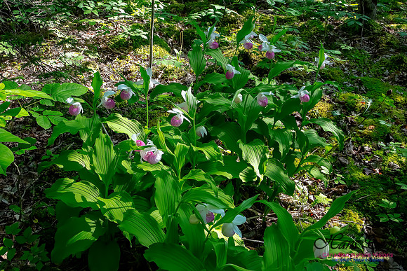 Showy Lady's Slipper Orchid 333