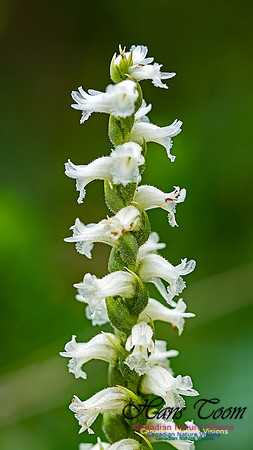 Lady's  Tresses Orchid 100