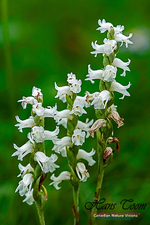 Lady's  Tresses Orchid 101