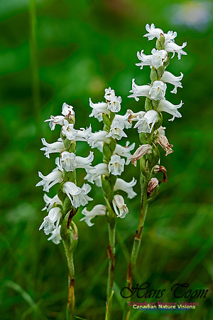 Lady's  Tresses Orchid 102