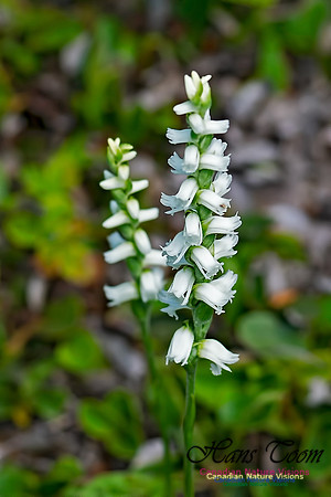 Yellow Ladies' Tresses Orchid 1001