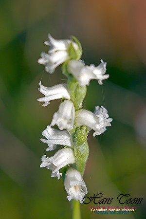 Yellow Ladies'-Tresses Orchid 1