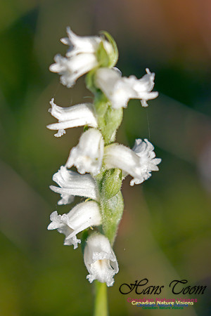 Yellow Ladies'-Tresses Orchid 2