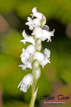 Yellow Ladies'-Tresses Orchid 3