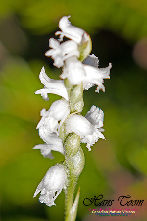 Yellow Ladies'-Tresses Orchid 4