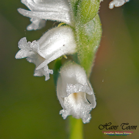 Yellow Ladies'-Tresses Orchid 5