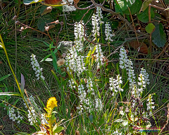 Yellow Ladies'-tresses Orchid 104