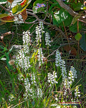 Yellow Ladies'-tresses Orchid 105