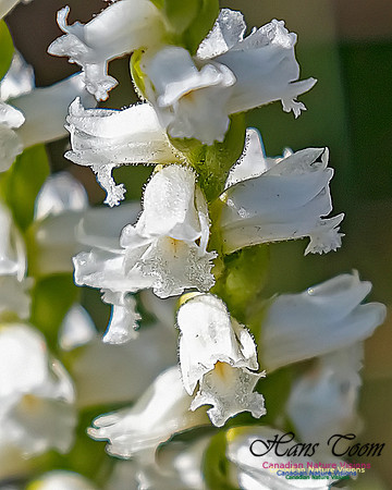Yellow Ladies'-tresses Orchid 111