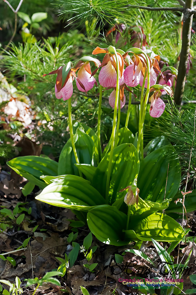 Pink Lady's Slipper