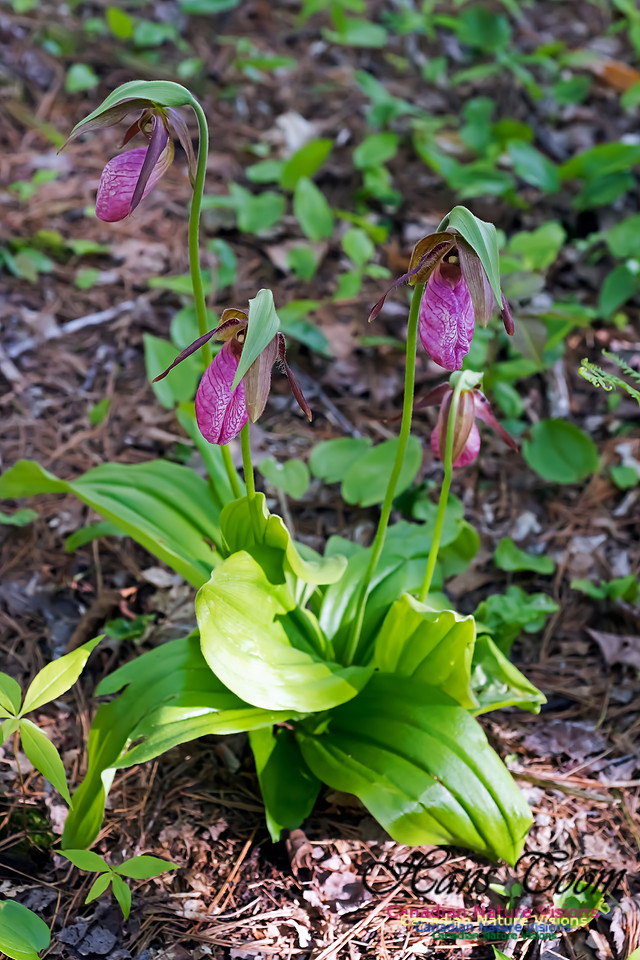 Pink Lady's Slipper