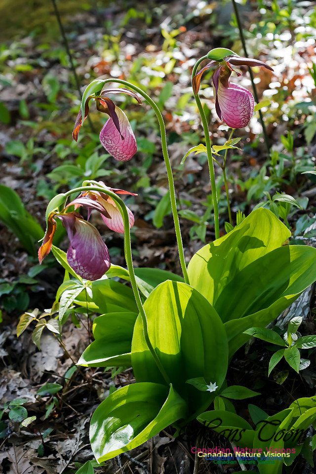 Pink Lady's Slipper