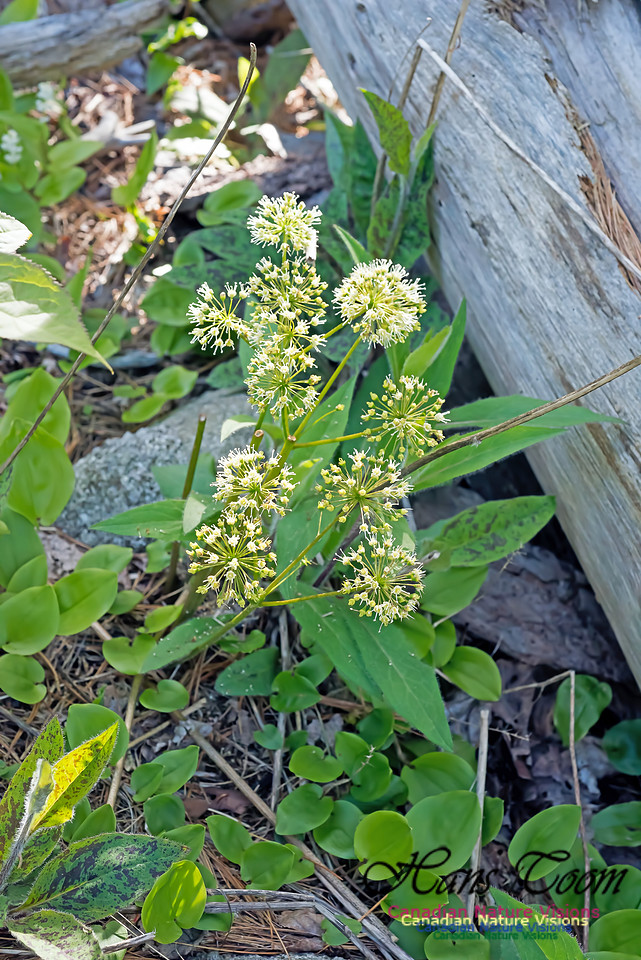 Sarsaparilla