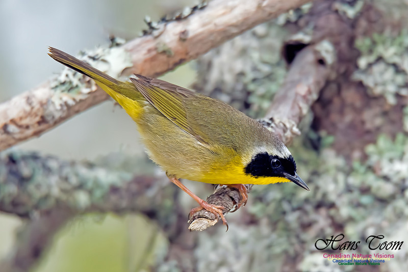 Common Yellowthroat