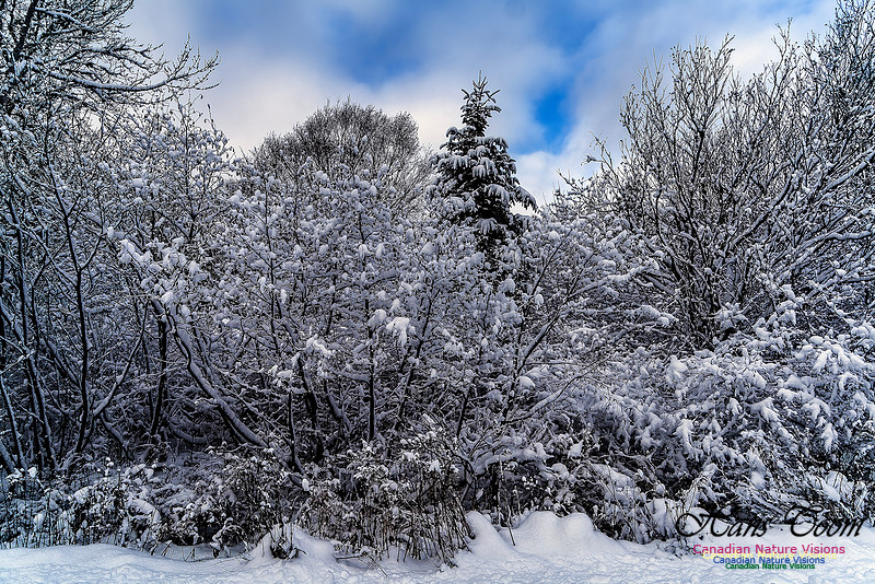 Snow Day 148