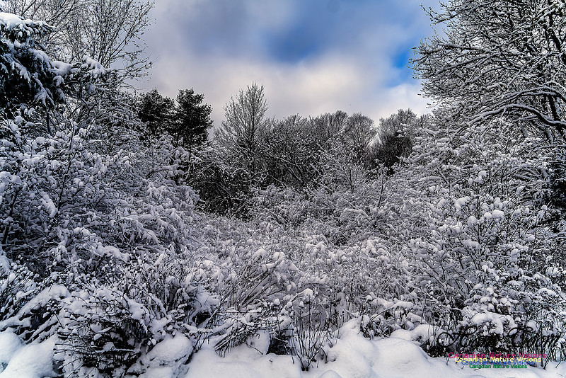 Snow Day 149