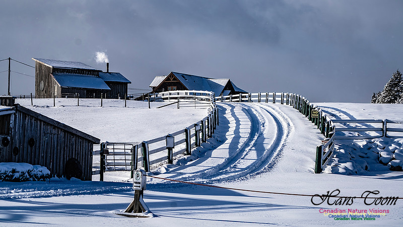 Snow Day 109