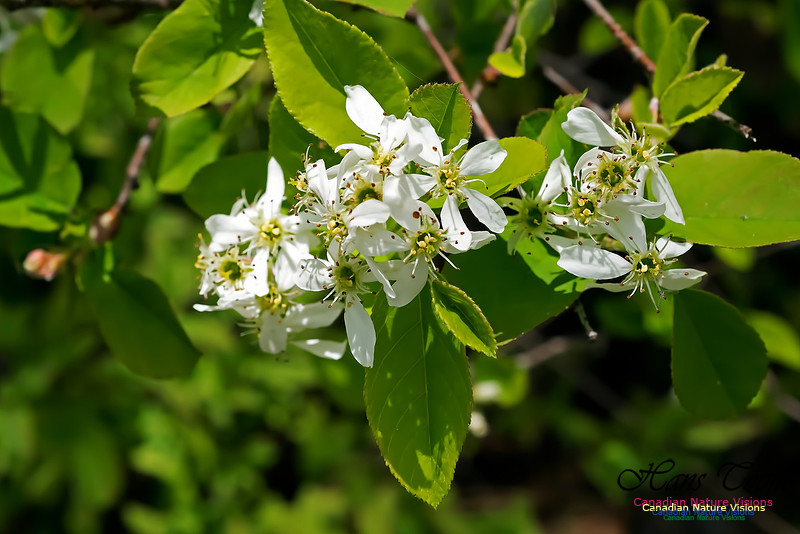 Red Chokeberry