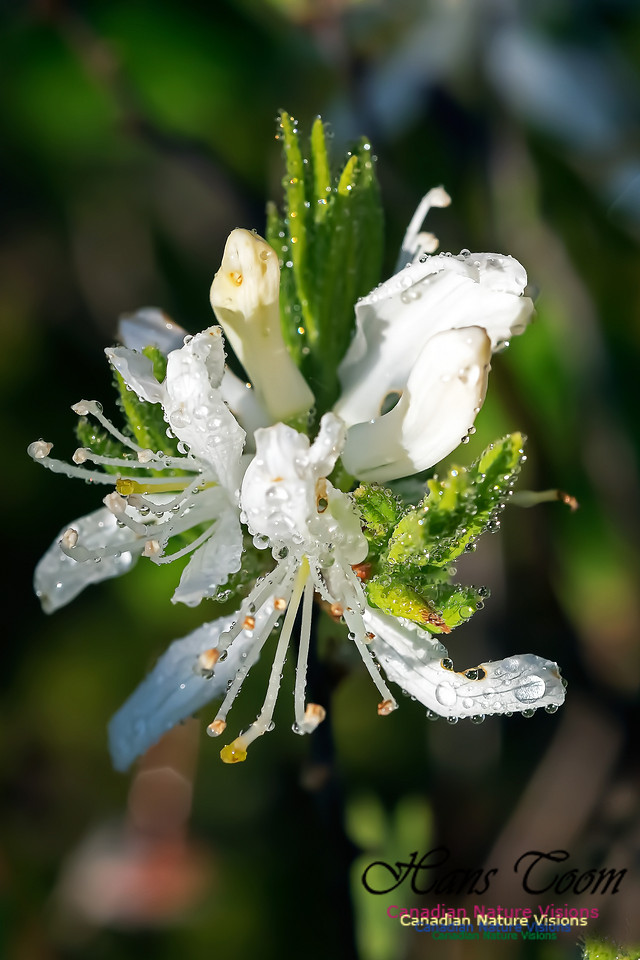 White Rhodora