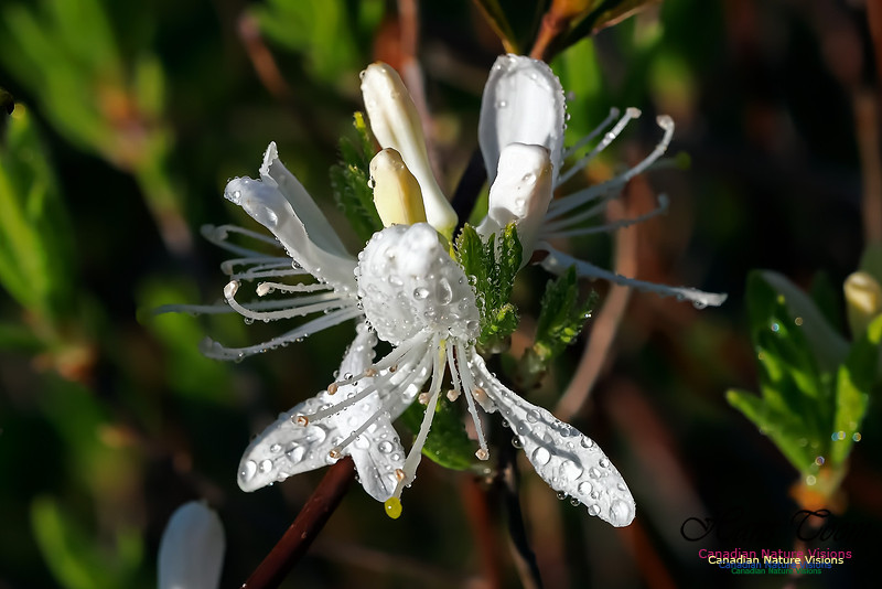 White Rhodora