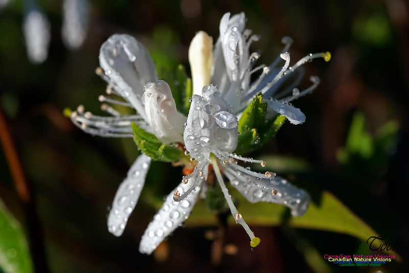 White Rhodora