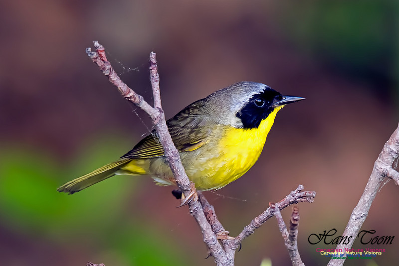 Common Yellowthroat