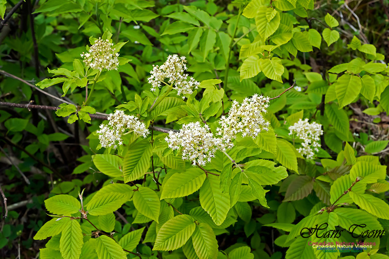 Elderberry