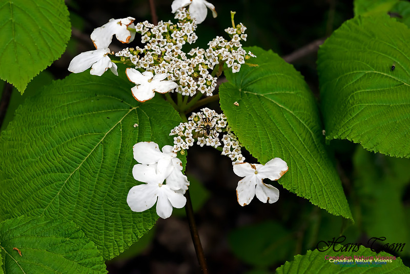 High Bush Cranberry