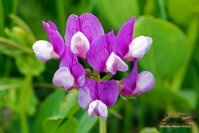 Seapea