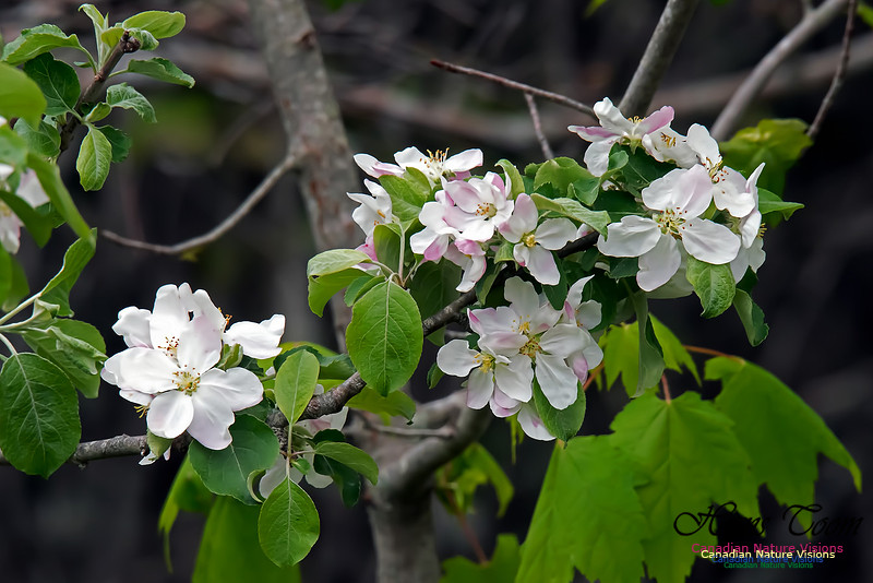 Apple Tree