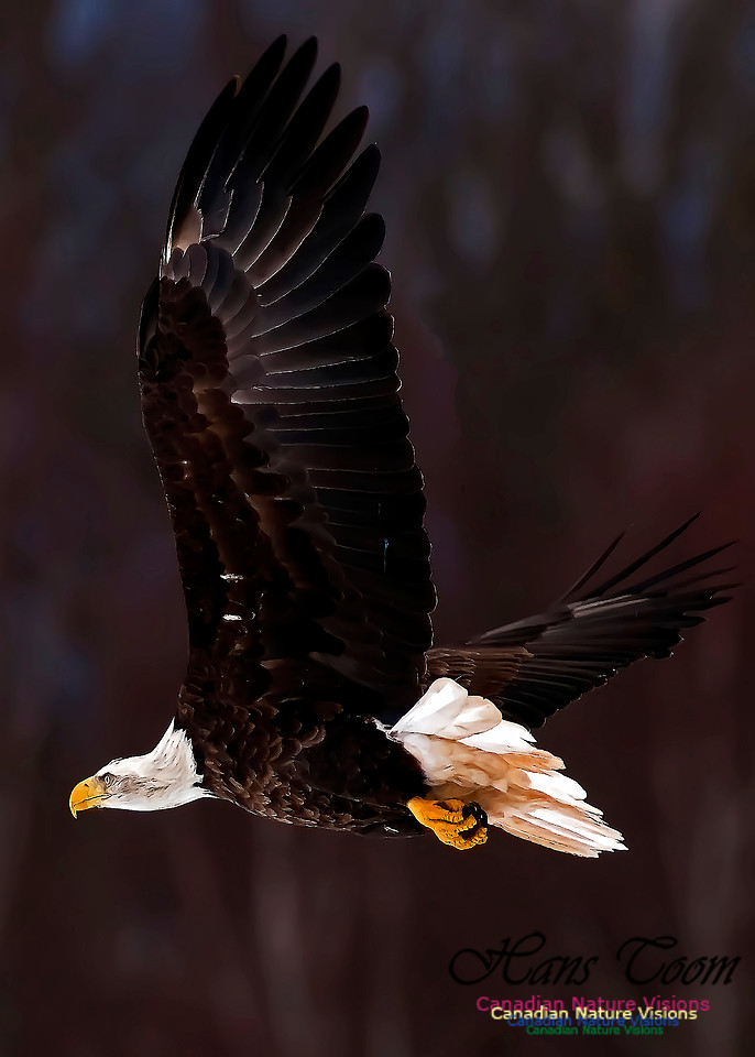 A Bald Eagle 114