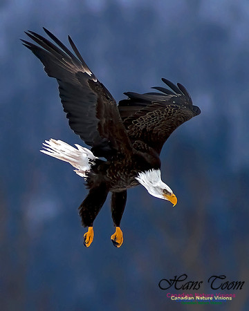 A Bald Eagle 110