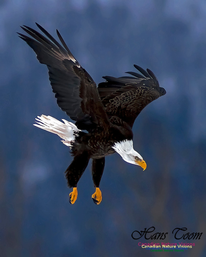 A Bald Eagle 110
