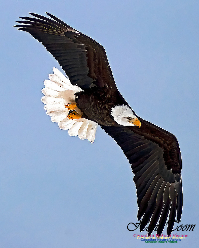 A Bald Eagle 113