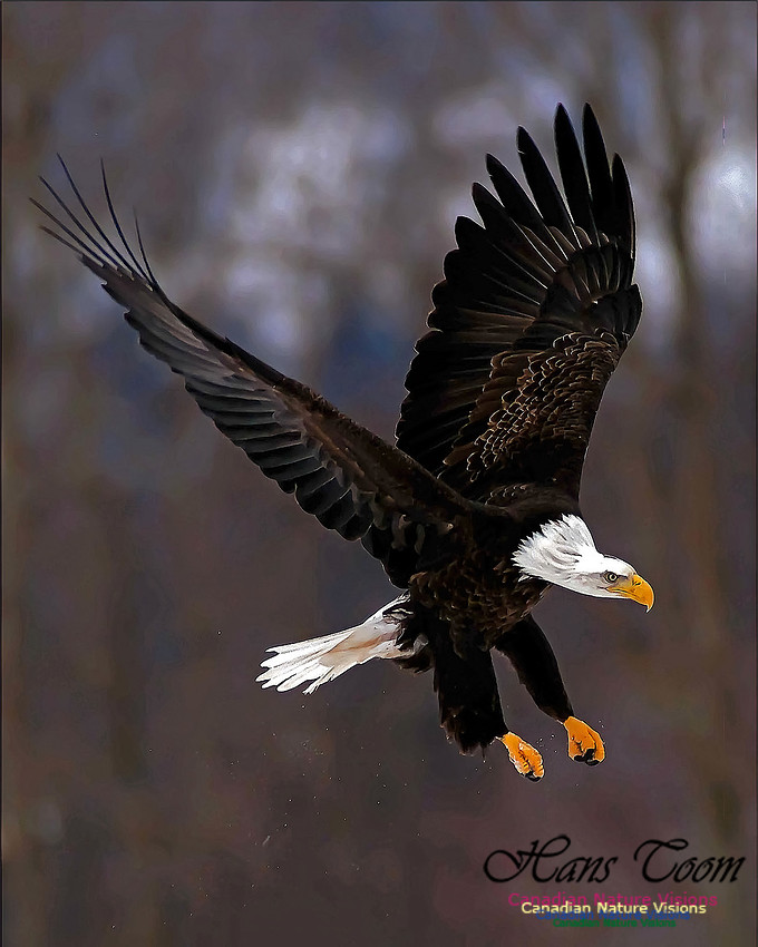 A Bald Eagle 111