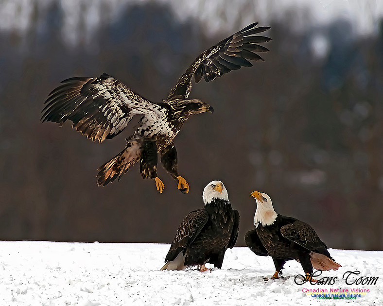 A Bald Eagle 112