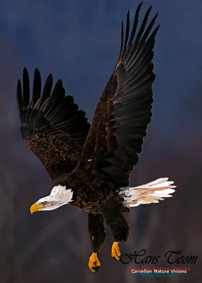 A Bald Eagle 115