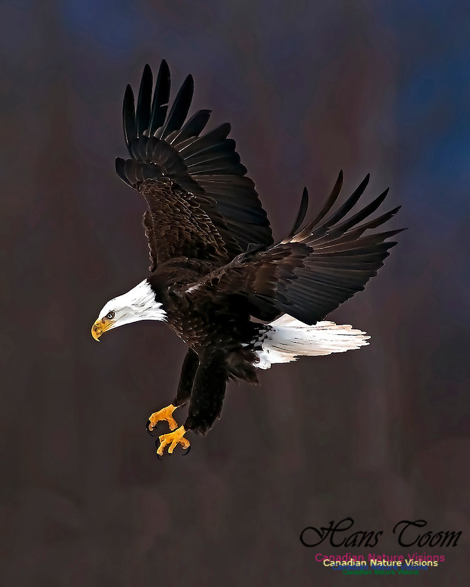 A Bald Eagle 117