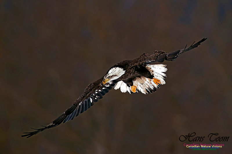A Bald Eagle 116