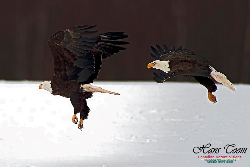 A Bald Eagle 119