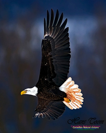 A Bald Eagle 118